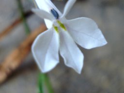 Lobelia pubescens flower